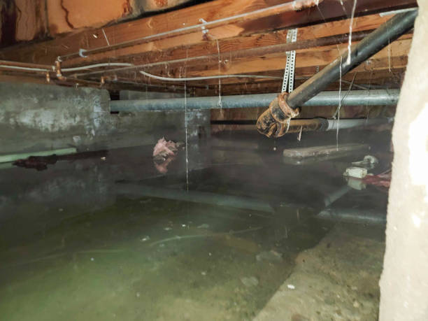 Best Mold removal after water damage  in Gurdon, AR